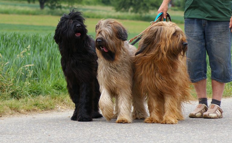 Породы собак с фотографиями и названиями крупных размеров с длинной шерстью