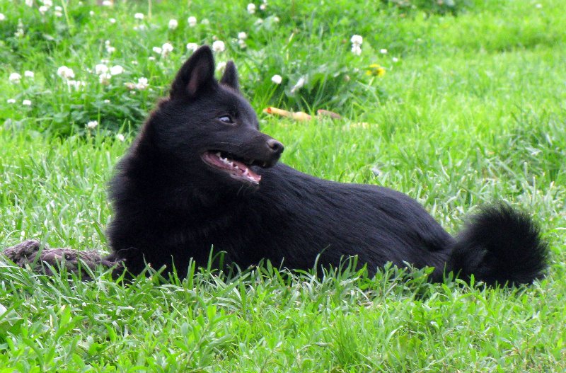 Шипперке собака фото описание породы характер