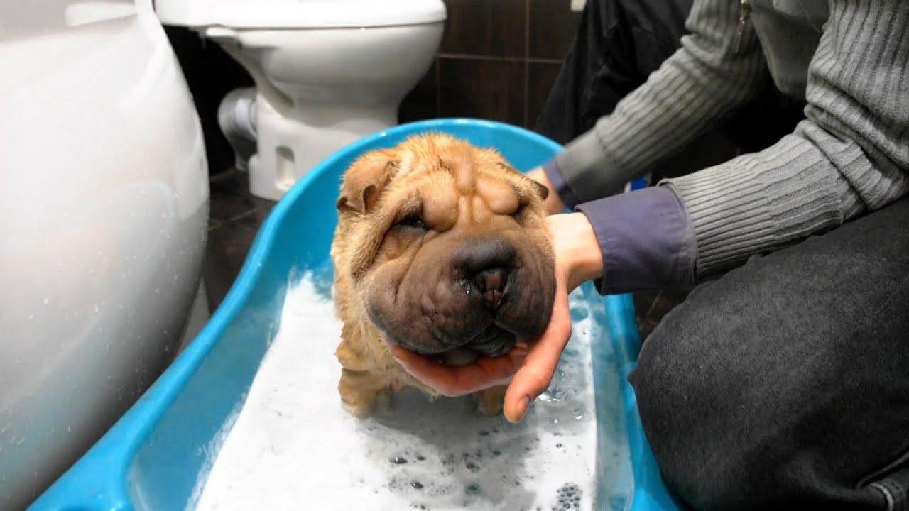 Когда можно купать собаку. Шарпей в ванной. Шарпей плавает. Собака шарпей в ванне.